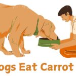 Can Dogs Eat Carrot Soup?